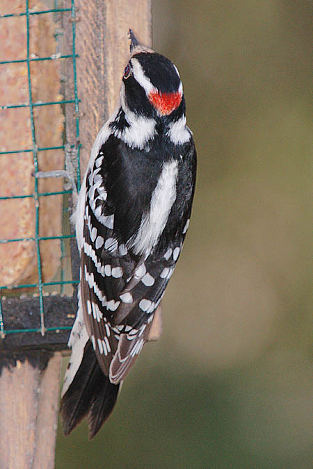 Downy Woodpecker