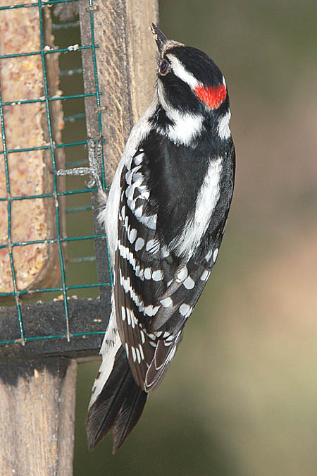 Downy Woodpecker