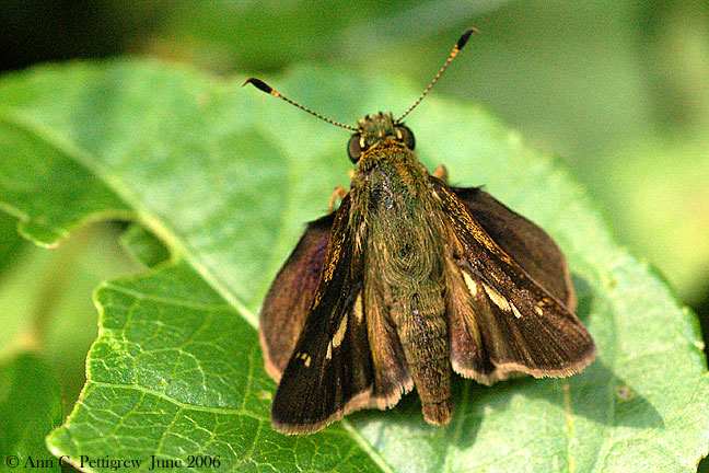 Skipper sp.