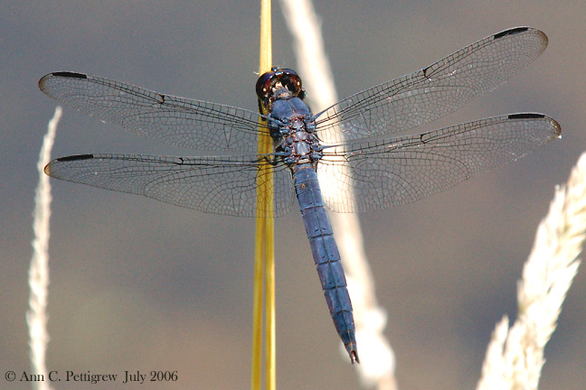 Slaty Skimmer - Male