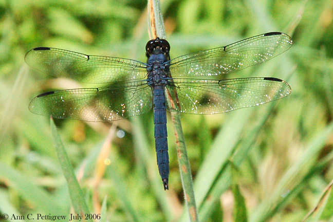 Slaty Skimmer - Male