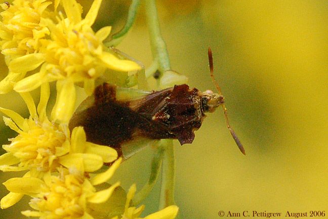 Ambush Bug