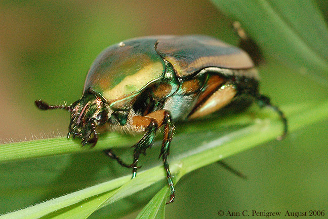 Green June Beetle