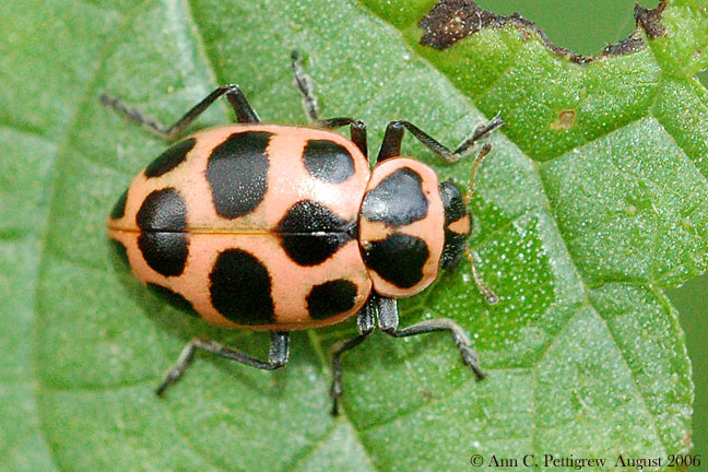 Spotted Lady Beetle