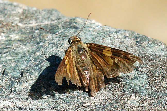 Silver-spotted Skipper