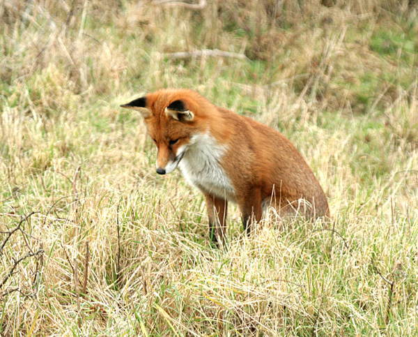 RED FOX