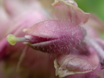 Toothwort close-up