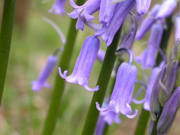 bluebells