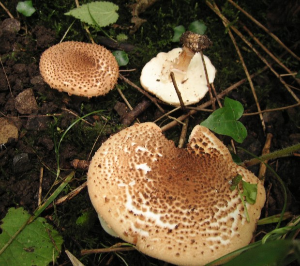 Lepiota aspera