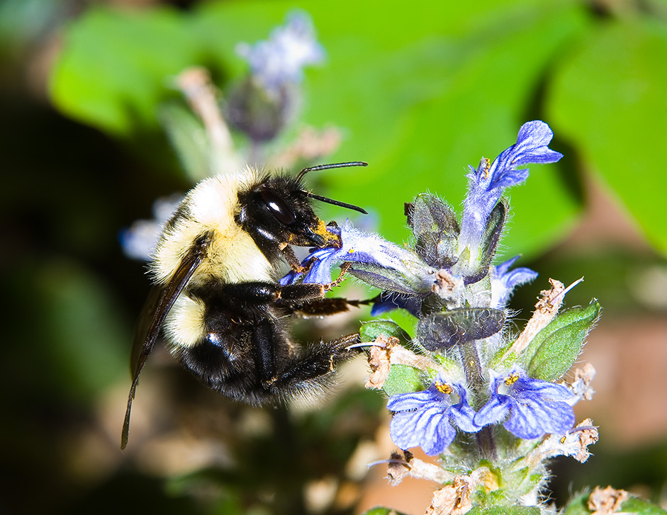 060418-bumbles--iris-045.jpg