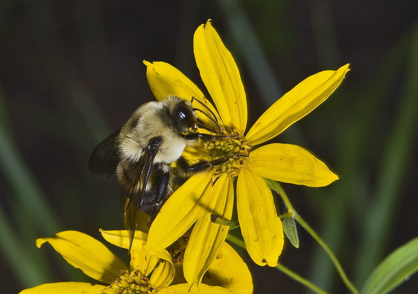 080620-frsiers-flowers-027.jpg