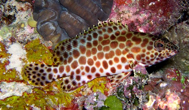 Reef fish
