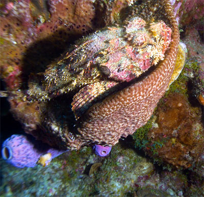 Sorpioinfish in a Sponge