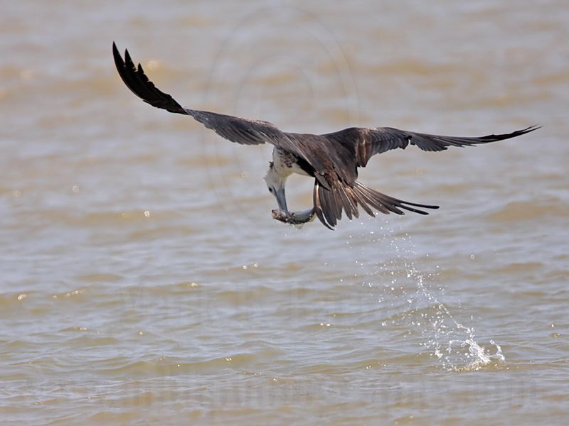 _MG_2471 Magnificent Frigatebird.jpg