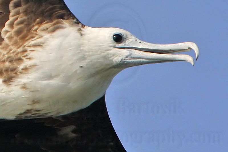 _MG_4035crop Magnificent Frigatebird.jpg