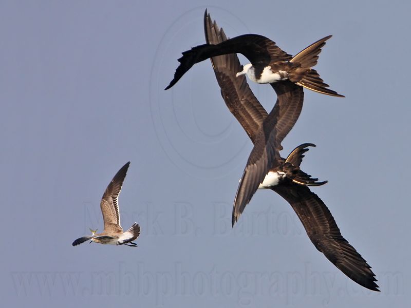 _MG_4462 Magnificent Frigatebird.jpg