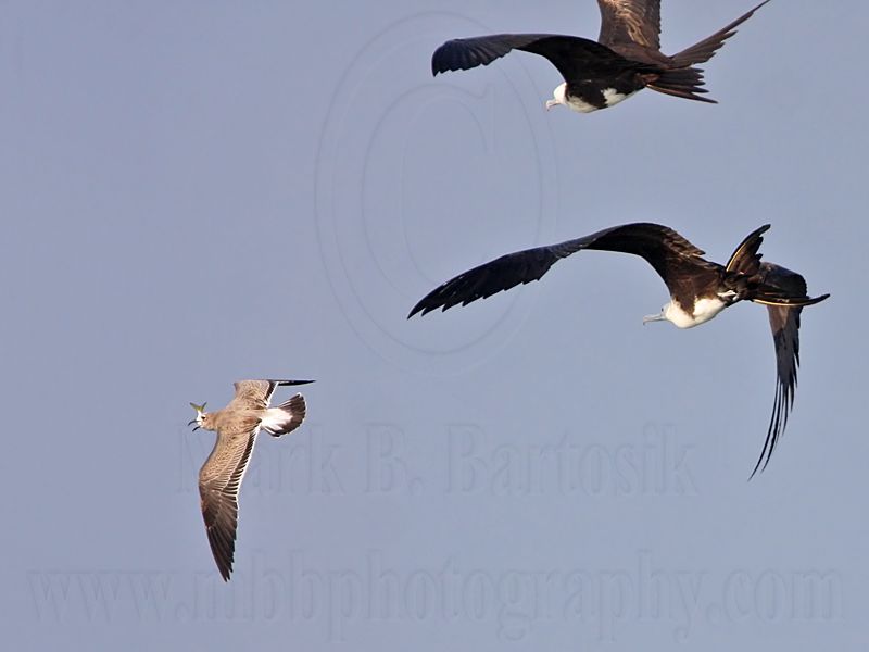 _MG_4463 Magnificent Frigatebird.jpg