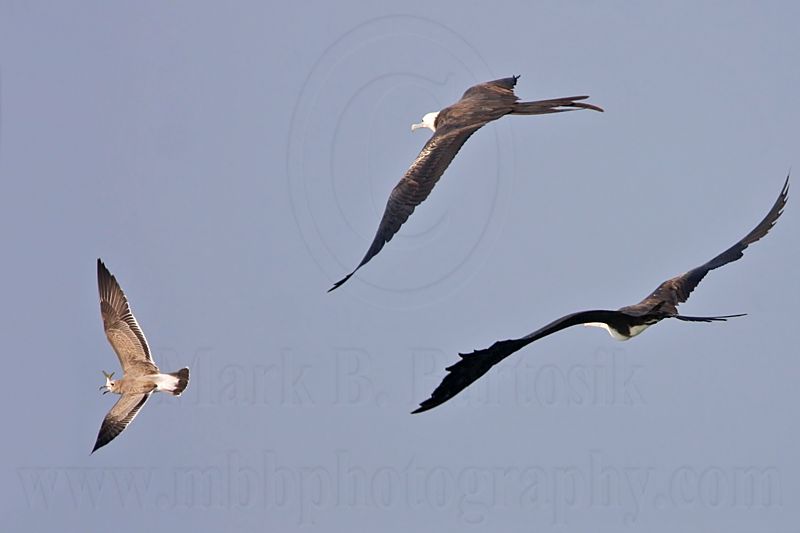 _MG_4464 Magnificent Frigatebird.jpg