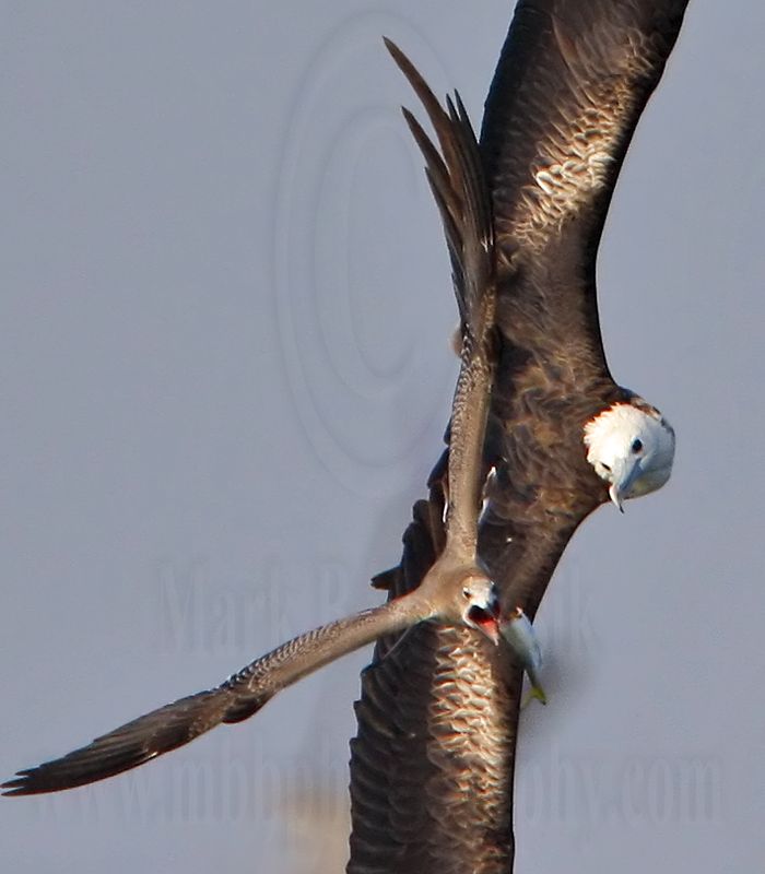 _MG_4475crop Magnificent Frigatebird.jpg