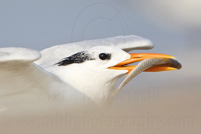 _MG_9377 Royal Tern.jpg