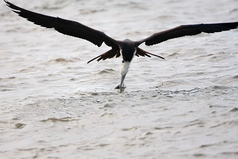 _MG_5717 Magnificent Frigatebird.jpg