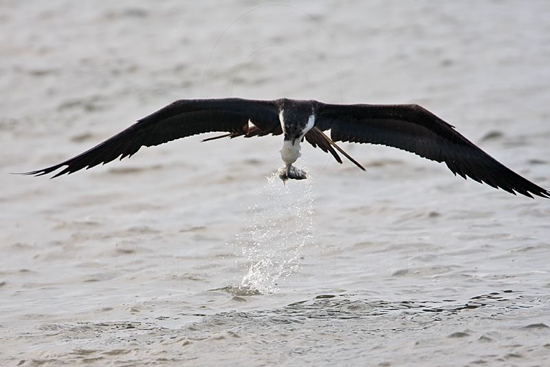 _MG_5718 Magnificent Frigatebird.jpg