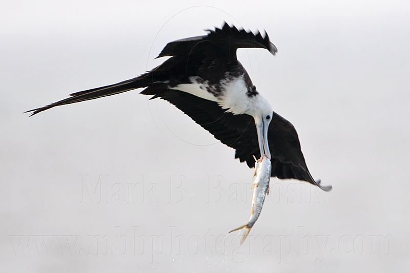 _MG_5724 Magnificent Frigatebird.jpg