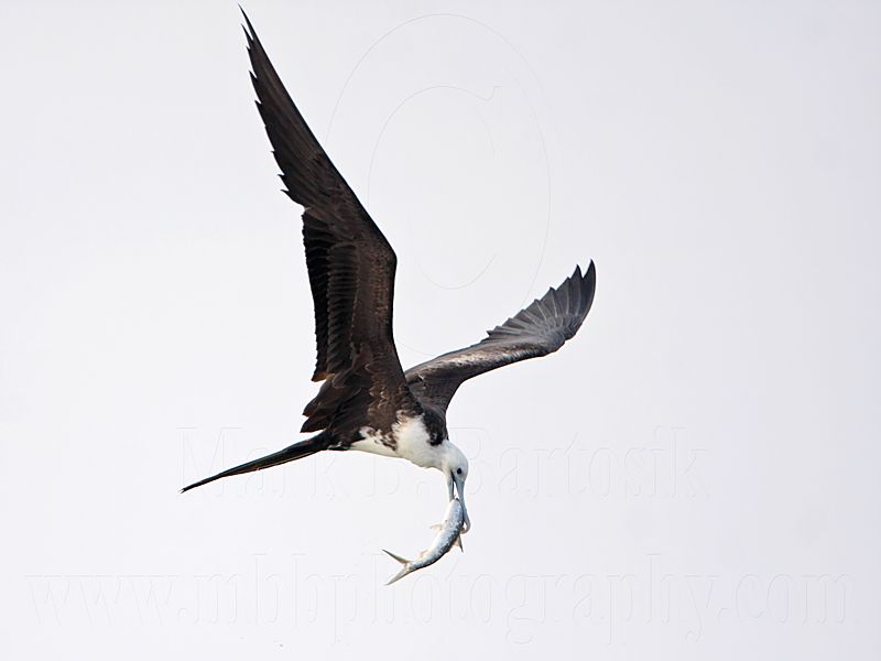 _MG_5736 Magnificent Frigatebird.jpg