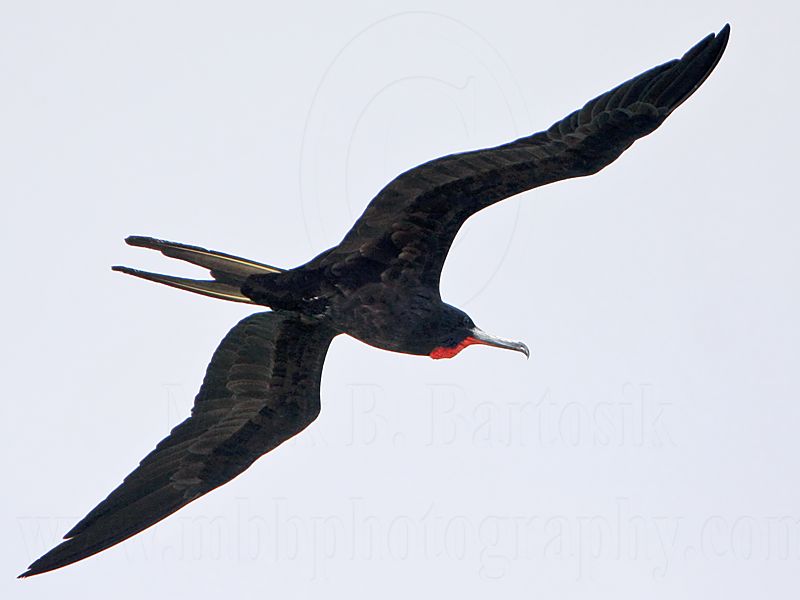 _MG_6828 Magnificent Frigatebird.jpg