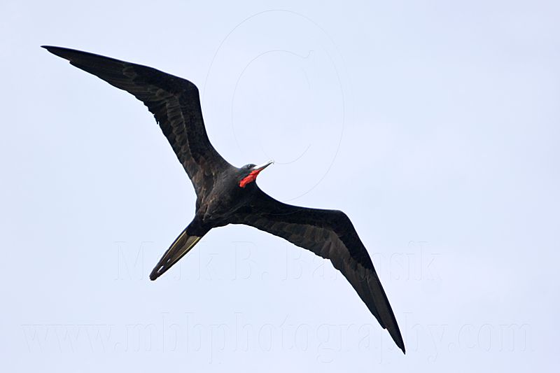 _MG_6867 Magnificent Frigatebird.jpg