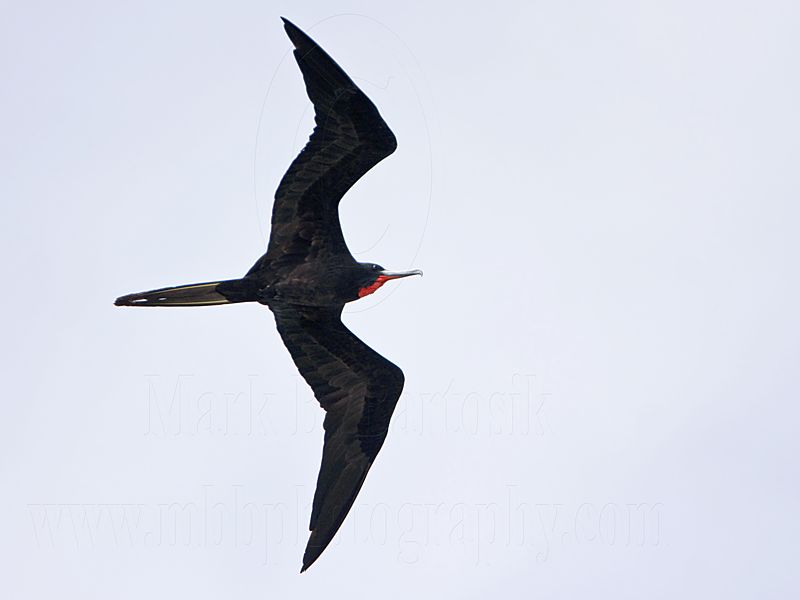 _MG_6872 Magnificent Frigatebird.jpg