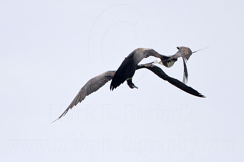_MG_6911 Magnificent Frigatebird.jpg