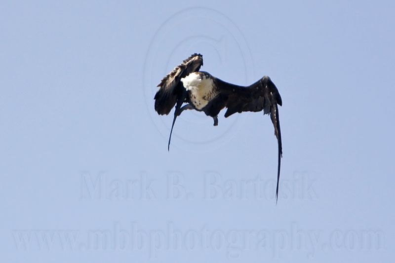 _MG_1117 Magnificent Frigatebird.jpg