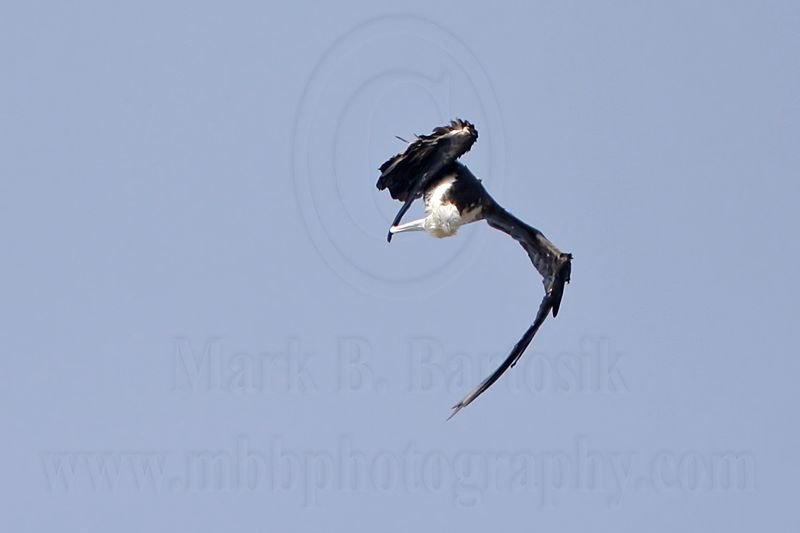_MG_1121 Magnificent Frigatebird.jpg