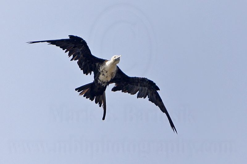_MG_1186 Magnificent Frigatebird.jpg