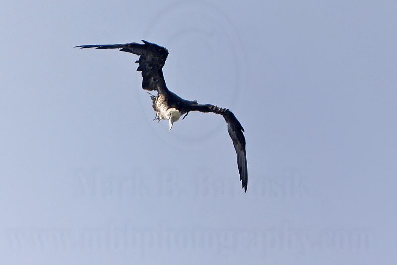 _MG_1189 Magnificent Frigatebird.jpg