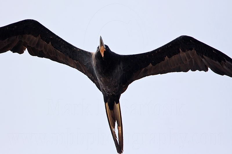 _MG_1345 Magnificent Frigatebird.jpg