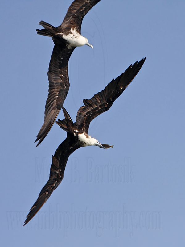 _MG_3334 Magnificent Frigatebird.jpg