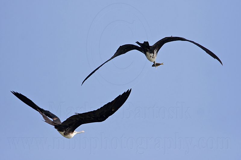 _MG_3337 Magnificent Frigatebird.jpg