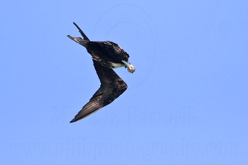 _MG_4156 Magnificent Frigatebird.jpg