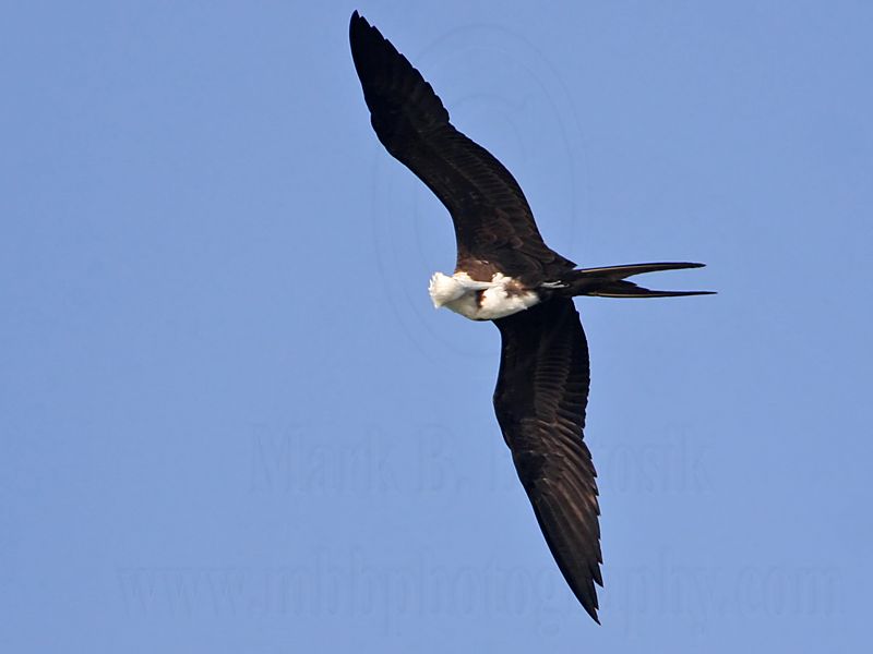 _MG_4602 Magnificent Frigatebird.jpg