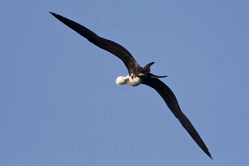 _MG_4608 Magnificent Frigatebird.jpg
