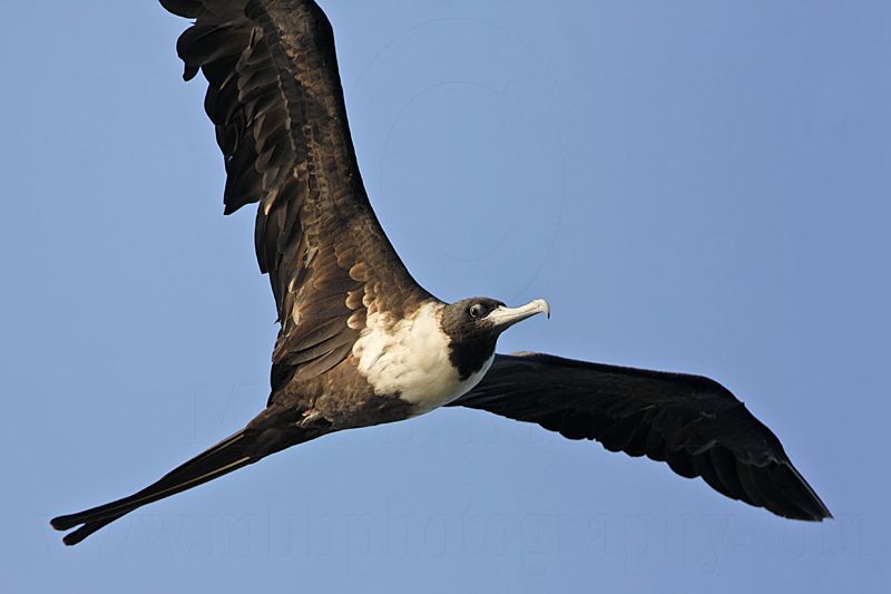 _MG_4862 Magnificent Frigatebird.jpg