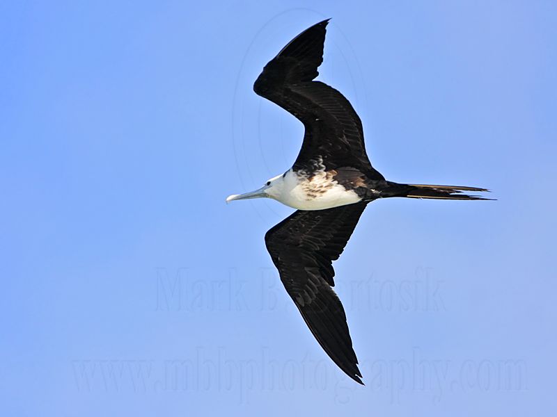 _MG_0072 Magnificent Frigatebird.jpg