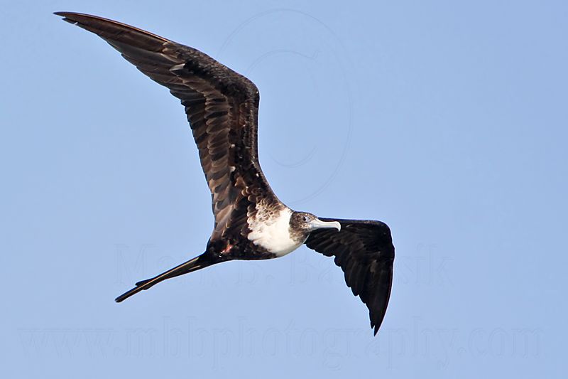 _MG_0128 Magnificent Frigatebird.jpg