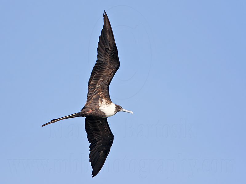 _MG_0131 Magnificent Frigatebird.jpg