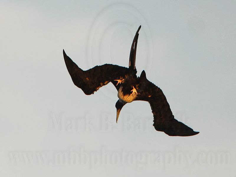 _MG_1140 Magnificent Frigatebird.jpg
