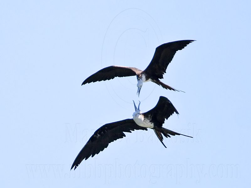 _MG_8786 Magnificent Frigatebird.jpg