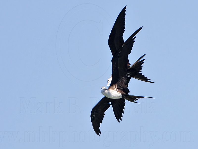 _MG_8790 Magnificent Frigatebird.jpg