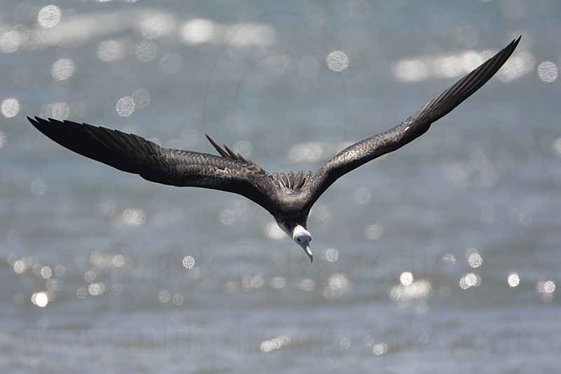 _MG_8833 Magnificent Frigatebird.jpg